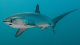 Thumbnail of Meet the Thresher Shark
