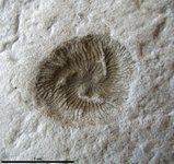 Thumbnail of Tribrachidium - Wikipedia