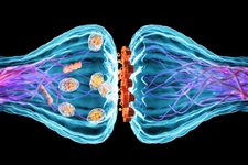 Thumbnail of Brain Scientists Finally Discover the Glue that Makes Memories Stick for a Lifetime