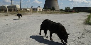 Thumbnail of The Dogs of Chernobyl Are Experiencing Rapid Evolution, Study Suggests