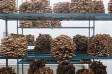 Thumbnail of Smallhold - Organic Mushroom Farms