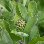 Thumbnail of Foraging and Cooking Milkweed