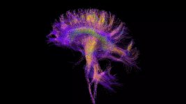 Thumbnail of Frontiers | The brain is not mental! coupling neuronal and immune cellular processing in human organisms