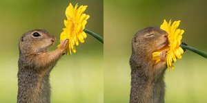 Thumbnail of The Beauty of Wildlife