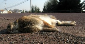 Thumbnail of Roadkill Photography - A Manifesto