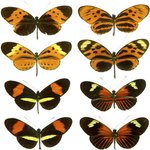 Thumbnail of Müllerian mimicry