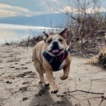 Thumbnail of About Board & Trains - Dog Adventures Northwest
