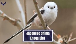 Thumbnail of Meet the Japanese Snow Fairy Bird "Shima Enaga Bird" 2025
