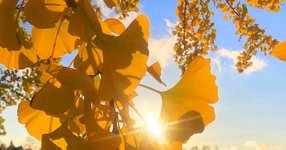 Thumbnail of How Humanity Saved the Ginkgo