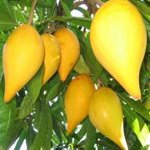 Thumbnail of Jam – Sub-Tropical Fruit Club of Qld Inc.