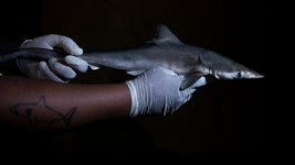 Thumbnail of 'Cocaine sharks' in Brazil expose ocean pollution