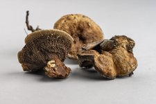 Thumbnail of Spooky natural history