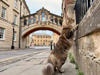 Thumbnail of College cats of Oxford
