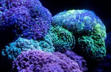 Thumbnail of Collections — AskNature