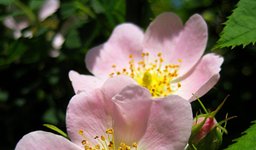 Thumbnail of Tender as a dog rose