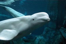Thumbnail of This Nonprofit Wants To Use AI To Understand Animal Communication–And Two Billionaires Are Backing It