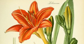 Thumbnail of Perfect Flowers: Adventures in Nature’s Nonbinary Botany, with a Side of Emily Dickinson