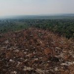 Thumbnail of EU deforestation law to be delayed as new threat emerges from EU-Mercosur trade deal