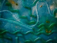 Thumbnail of A Body Called Life — DIRECTORS' LIBRARY
