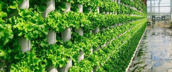 Thumbnail of Indoor Farming: Sustainable Agriculture's Future | Eden Green