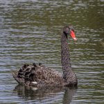 Thumbnail of Black Swan Theory - Wikipedia