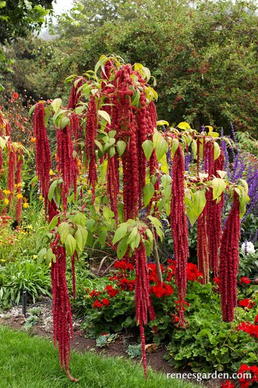 Thumbnail of amaranthus flower - Google Search