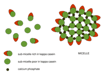 Thumbnail of Casein - Wikipedia