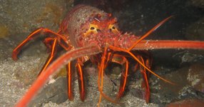 Thumbnail of Lobsters don't die from old age — they die from exhaustion