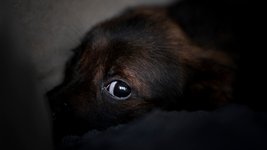 Thumbnail of Do animals experience mental illness?