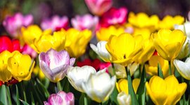 Thumbnail of Tulip Colors: What Colors Do Tulip Flowers Bloom?