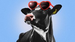 Thumbnail of Dairy milk makes a comeback