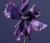 Thumbnail of Anemone by Jacques Brun | Are.na