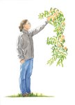 Thumbnail of The Peach Caretaker - Orion Magazine