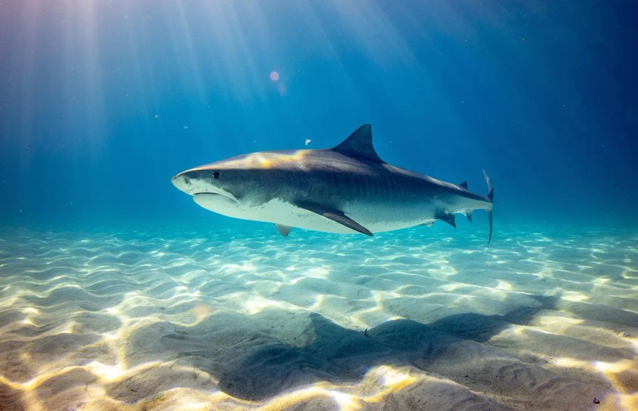 Thumbnail of “I am a nice shark, not a mindless eating machine”
