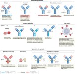 Thumbnail of Genentech Reviews 50 Years of Monoclonal Antibody Evolution | Fengqian Chen, Ph.D. posted on the topic | LinkedIn