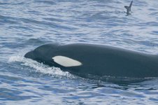 Thumbnail of 2頭のシャチが鳥を引きずり込む→貴重な瞬間をカメラが捉える「一生に一度の体験」