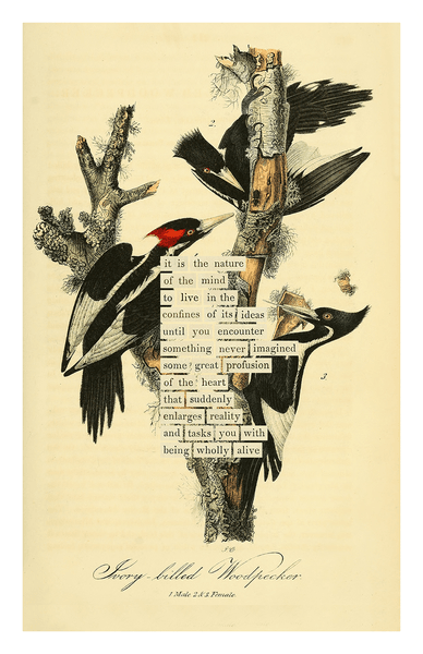 Thumbnail of An Almanac of Birds: 100 Divinations for Uncertain Days — McNALLY EDITIONS