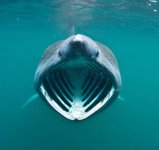 Thumbnail of Meet the Basking Shark