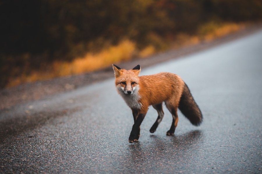 Preview of unsplash-jpg-3f70244b77ba47a7