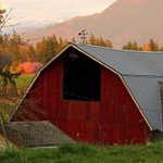 Thumbnail of “The violets in the mountains have broken the rocks.” – Barnstorming