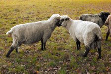 Thumbnail of Video: Farmer Rescues ‘Gay Sheep,’ Creates Rainbow Wool