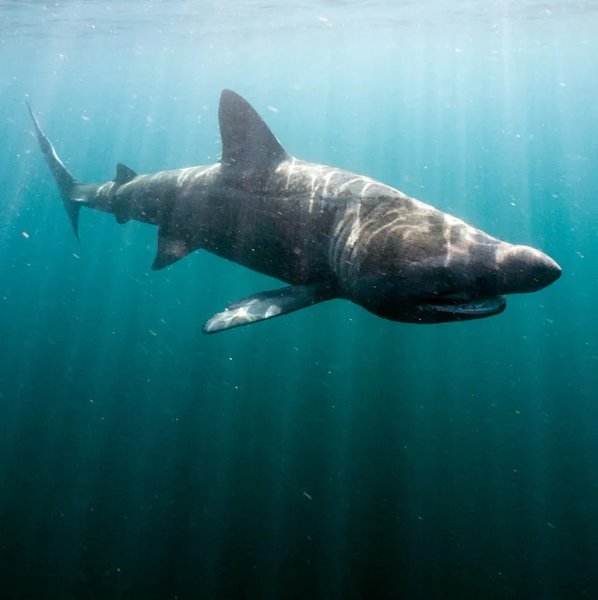 Thumbnail of Meet the Basking Shark