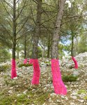Thumbnail of Zander :: Tree, Line