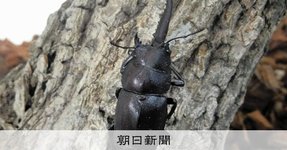 Thumbnail of 右半分オス、左半分メス数万匹に1匹の割合、生きたクワガタ展示中:朝日新聞