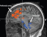 Thumbnail of Why Emotional Control Is More Valuable Than Intelligence