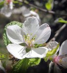 Thumbnail of Nanking Cherry