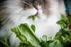 Cover of Best Vegetables for Rabbits: A Healthy Diet Guide