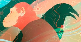 Thumbnail of Intelligence Evolved at Least Twice in Vertebrate Animals | Quanta Magazine