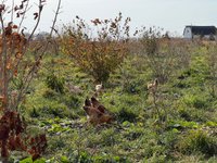 Thumbnail of Capital orchestration for regenerative agriculture