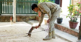 Thumbnail of Humanitarianism - Benjamin Meiches - Animal Minds, Humanitarian Designs: Interventions with Nonhuman Others